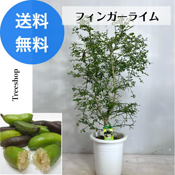 フィンガーライム 【送料無料】 植木 苗 庭木 高さ0.7m 幅0.4m 18cmプラ鉢 果樹 果樹苗 苗木 シンボルツリー 柑橘