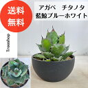 アガベ チタノタ 藍鯨ブルーホワイト【送料無料】高さ0.25m(鉢込み)幅0.2m 21cmプラ鉢 多肉植物 ドライガーデン インテリア 観葉植物 耐寒性