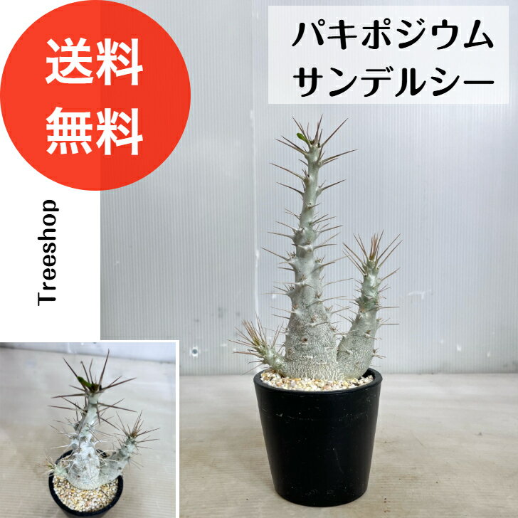 楽天市場】パキポディウム サンデルシーの通販 楽天市場】パキポディウム サンデルシーの通販