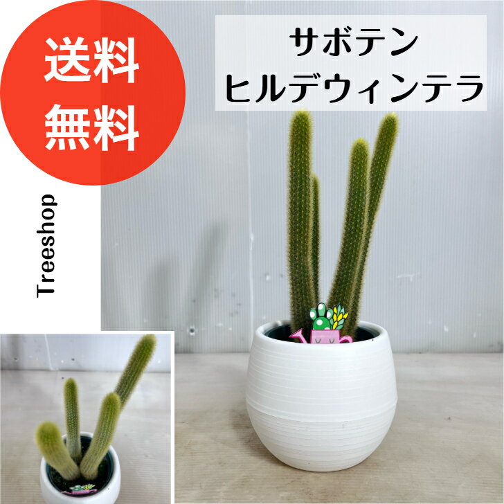 楽天市場】ヒルデウィンテラ(花・観葉植物|花・ガーデン・DIY 楽天市場】ヒルデウィンテラ(花・観葉植物|花・ガーデン・DIY