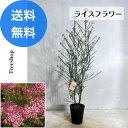 ライスフラワー 【送料無料】 ライスフラワー 18cmプラ鉢 高さ0.8m 幅0.4m 苗木 庭木 低木 切り花 ドライフラワー プランター 鉢植え ※2025.6.1現在、お花は終わっています。