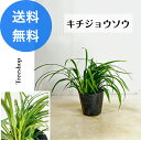 吉祥草 【送料無料】キチジョウソウ 9cmプラ鉢 高さ0.1m 幅0.3m グランドカバー 常緑性 日陰 草花 下草 寄せ植え