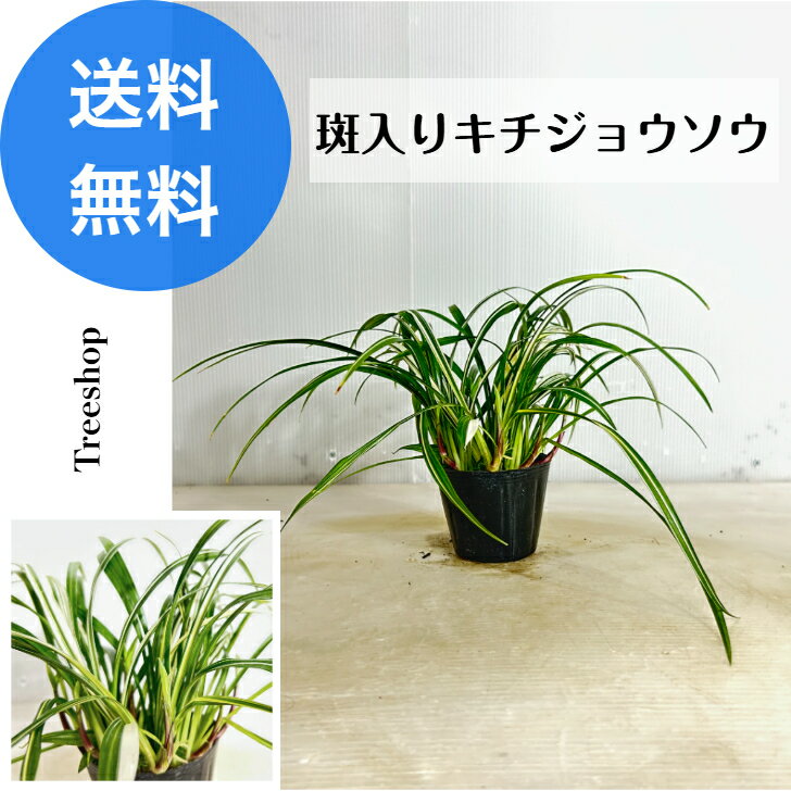 斑入り吉祥草 【送料無料】斑入り キチジョウソウ 9cmプラ鉢 高さ0.1m 幅0.3m グランドカバー 常緑性 日陰 草花 下草 寄せ植え