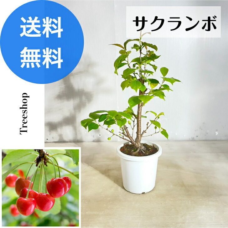 さくらんぼ大苗三種 さくらんぼ大苗三種 【公式通販】