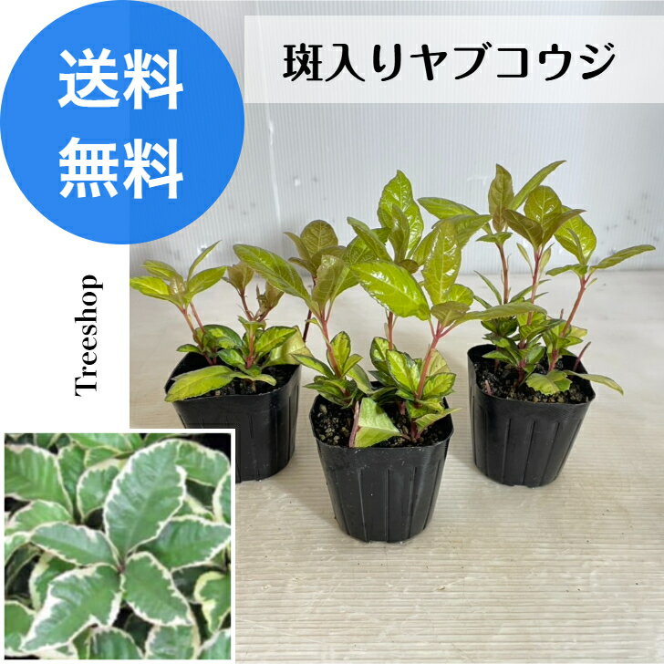 斑入りヤブコウジ 3本セット 【送料無料】9cmポット苗 高さ0.1m 幅0.1m フイリヤブコウジ 十両 ジュウリョウ 藪柑子 常緑低木 斑入り グランドカバー 日陰 寄せ植え 鉢植え 生垣 花壇 下草
