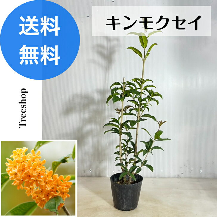 キンモクセイ金木犀高さ0.6m幅0...