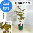 紅青崖モミジ 【送料無料】 モミジ ベニセイガイモミジ もみじ 高さ0.7m 幅0.3m 13.5cmプラ鉢 盆栽 生垣 低木 苗木 庭木 紅葉