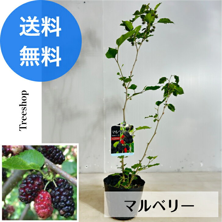 マルベリー 【送料無料】クワノキ 植木 苗 庭木 13.5cmポット 高さ0.6m 幅0.2m ベリー 桑 クワの木 果樹 果樹苗 落葉果樹 苗木 実のなる木のサムネイル
