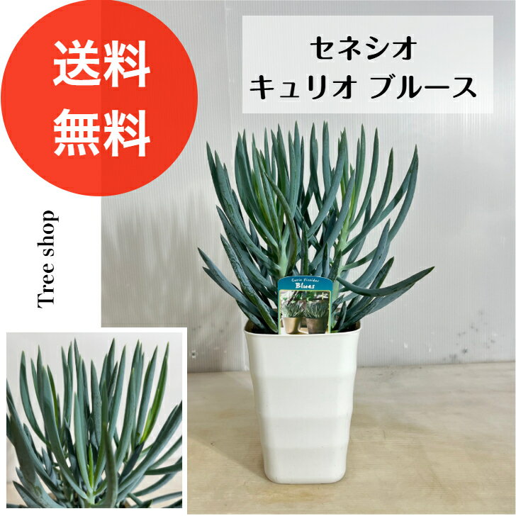 セネシオキュリオブルース15cmプ...