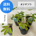オジギソウ 3本セット【送料無料】 おじぎ草 9cmポット苗 高さ0.15m 幅0.15m 花 苗 花壇 ガーデニング 鉢植え