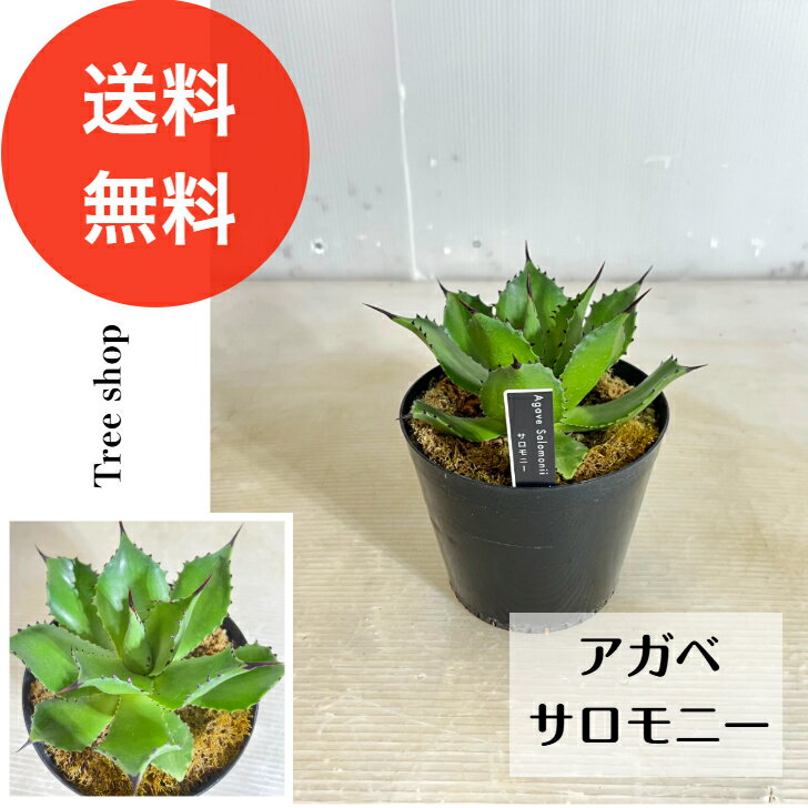 アガベ サロモニー【送料無料】高さ0.2m（鉢込み）幅0.1m 13.5cmプラ鉢 マグニフィカ 多肉植物 ドライガーデン インテリア 観葉植物 耐寒性