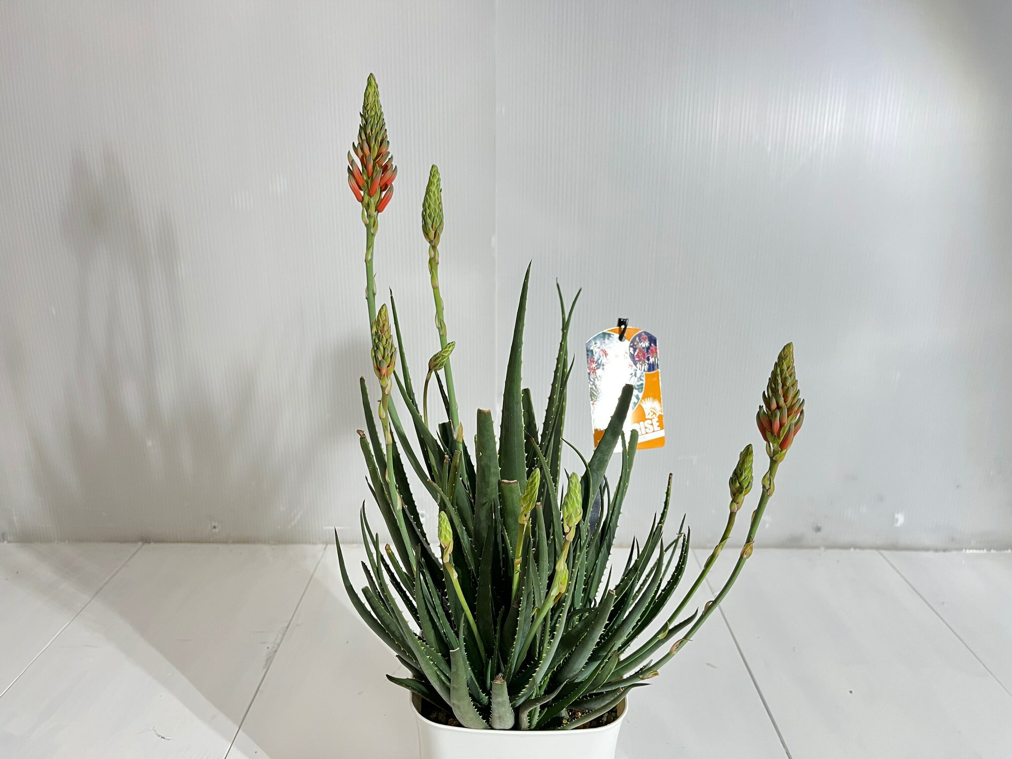 アロエ サンライズ 【送料無料】 花アロエ 高さ0.35m 幅0.2m 15cmポット 多肉植物 観葉植物 薬用 食用