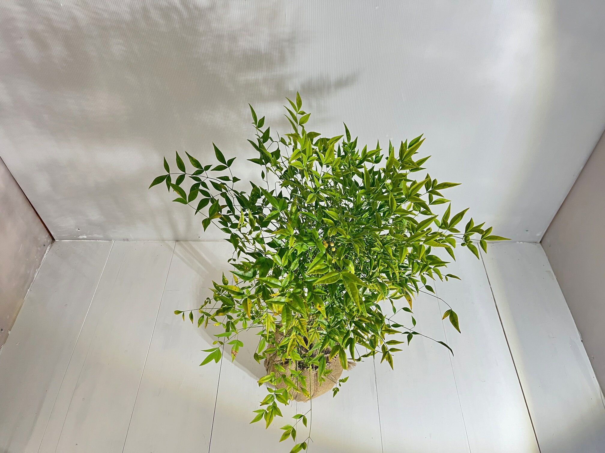 ��ʥ�ƥ� ������̵���ۥʥ�ƥ� ��� ��ŷ �⤵0.85m ��0.6m ϩ���� �ﵯ�� ���� ���� ���� ���¤ϤĤ��Ƥ��ޤ���