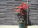 モミジ 紅葉 もみじ 高さ0.45m 幅0.3m 15cmプラ鉢 落葉 シンボルツリー 和風 自然風 植木 庭木 苗木