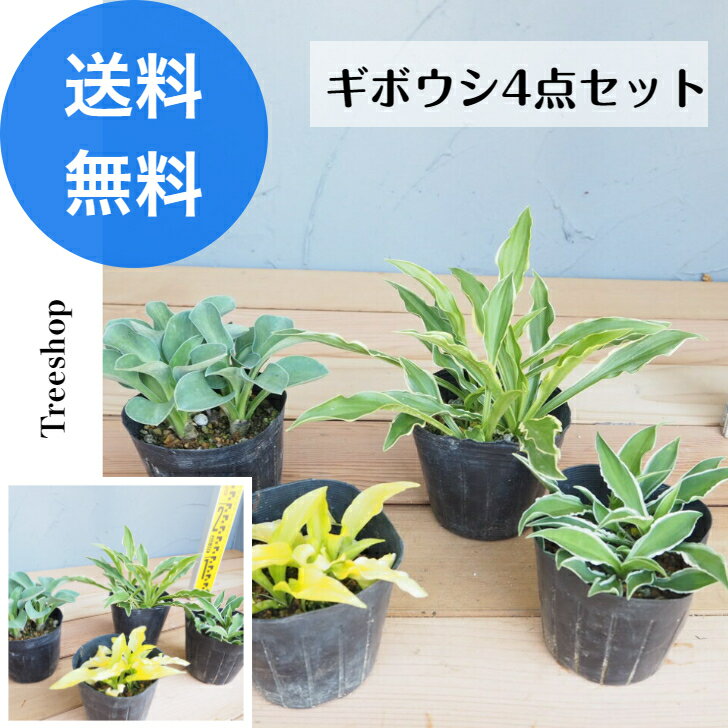 ギボウシ 4点セット【送料無料】緑葉 ぎぼうし 8cmポット 人気苗 下草 グランドカバー 花苗　日陰のサムネイル
