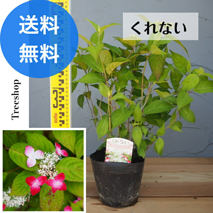 ヤマアジサイ くれない 【送料無料】15cmポット 高さ0.35m 幅0.4m 紅 クレナイ 山アジサイ 紫陽花 品種 苗木 庭木 植木 花木 落葉樹 低木 日陰 撮影日2023年5月1日 お花は終わっています。のサムネイル