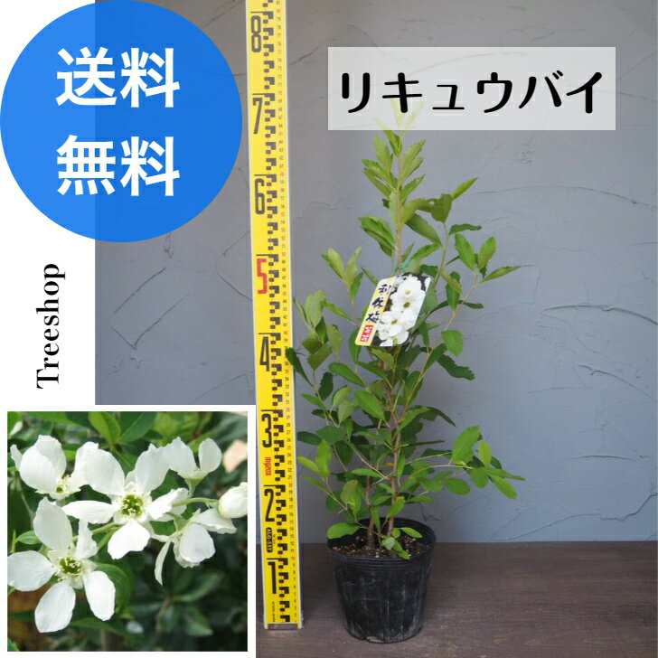 リキュウバイ 【送料無料】利休梅 �