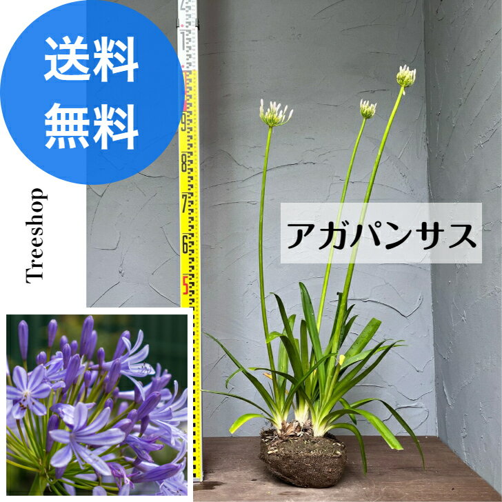 アガパンサス 【送料無料】 路地苗 高さ0.7m 幅0.25m 草花 宿根草 苗 園芸品種 鉢植え 寄せ植え 花壇 花