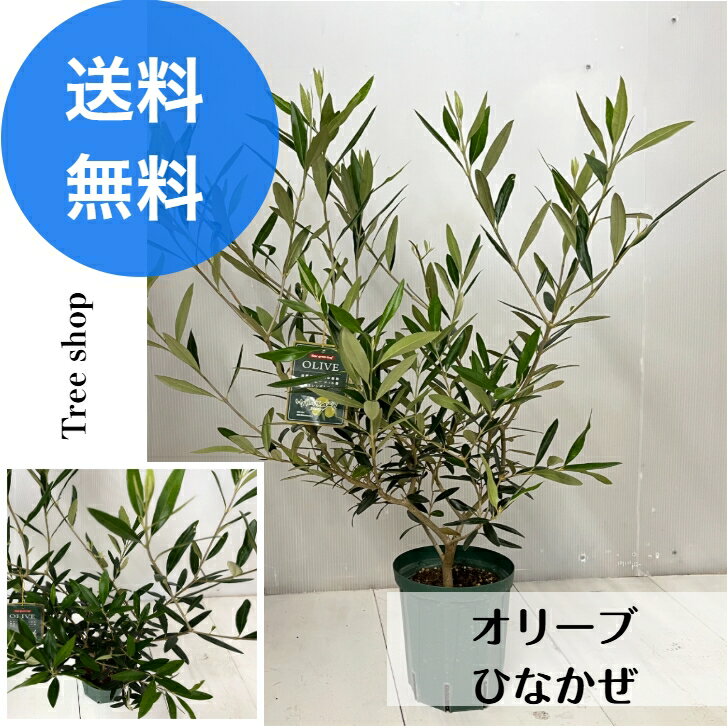 Rakuten - オリーブ ひなかぜ 【送料無料】 高さ1.0m(鉢込み) 幅0.4m 15cmプラ鉢 オリーブの木 シンボルツリー 記念樹 観葉植物 実のなる木 常緑樹 おしゃれ木
