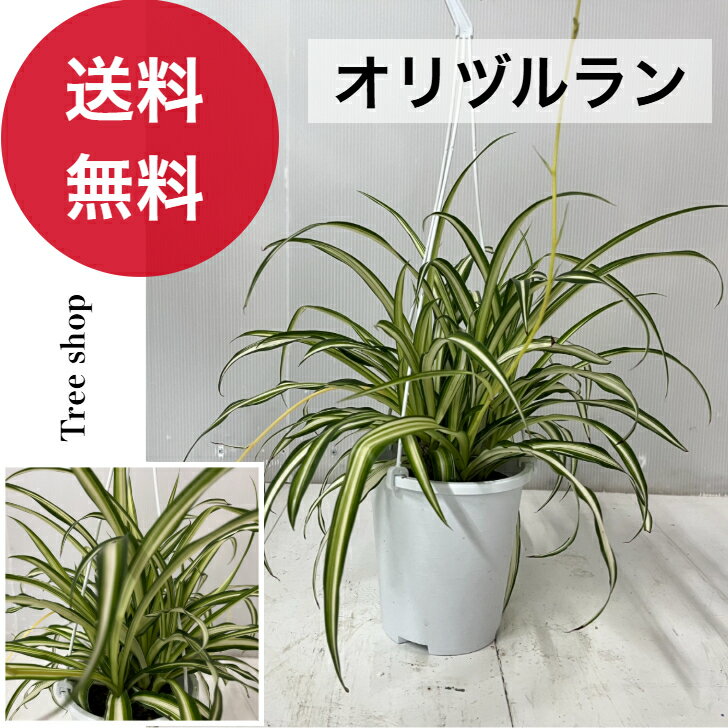 Rakuten - オリヅルラン 折鶴欄 高さ0.35m 幅0.35m 15cmプラ鉢 鉢植え 観葉植物インテリア おしゃれ 人気 吊り下げ