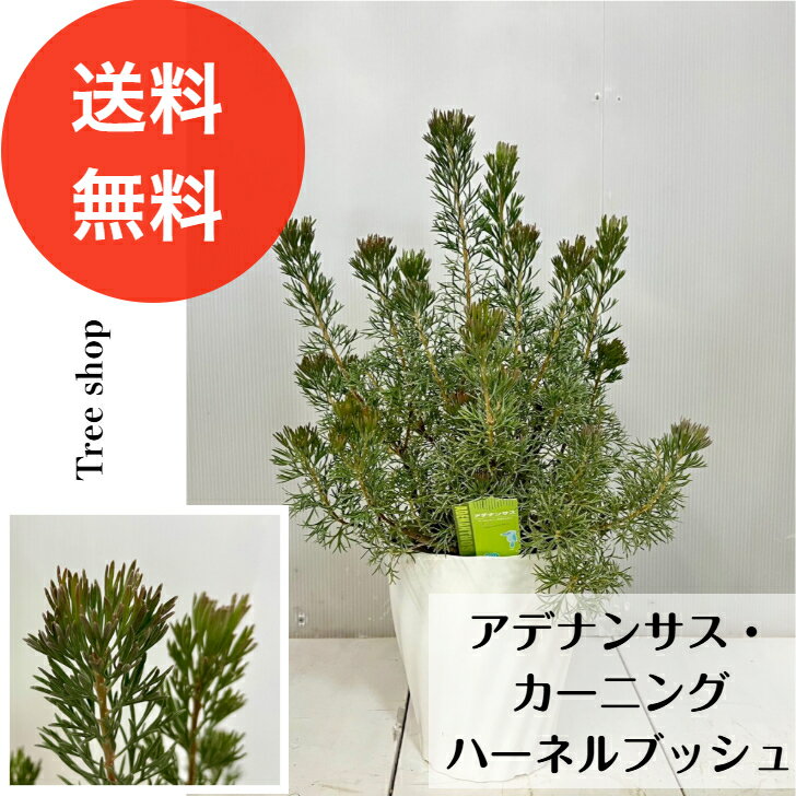Other - アデナンサス カミングハミー 【送料無料】18cmプラ鉢 6号鉢 高さ0.5m(鉢込み) 幅0.3m カミングハニー ウーリーブッシュ オージープランツ 常緑 苗木 観葉植物