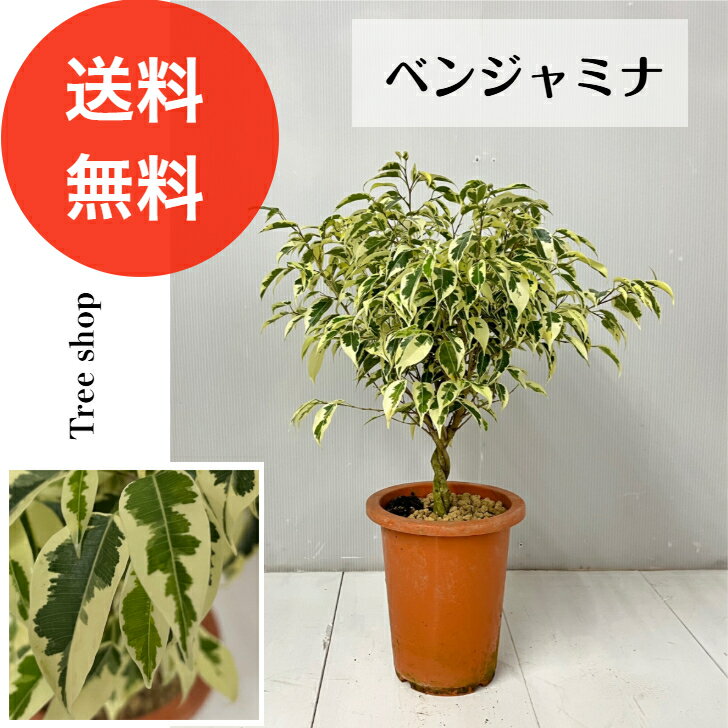 Other Succulents - ベンジャミナ 斑入り 【送料無料】18cmプラ鉢 高さ0.6m（鉢込み） 幅0.3m 人気 おしゃれ インテリア 空気清浄 多年草 ベンジャミン