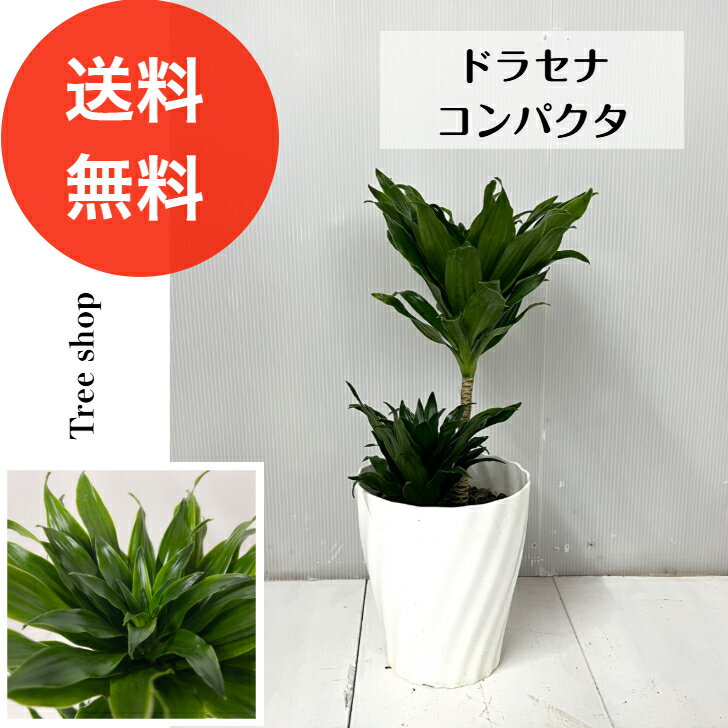 【観葉植物】ドラセナ デレメンシス コンパクタ【送料無料】18cmプラ鉢 6号鉢 高さ0.45m 幅0.2m 丈夫 インテリア 庭木 鉢植え おしゃれ 光沢