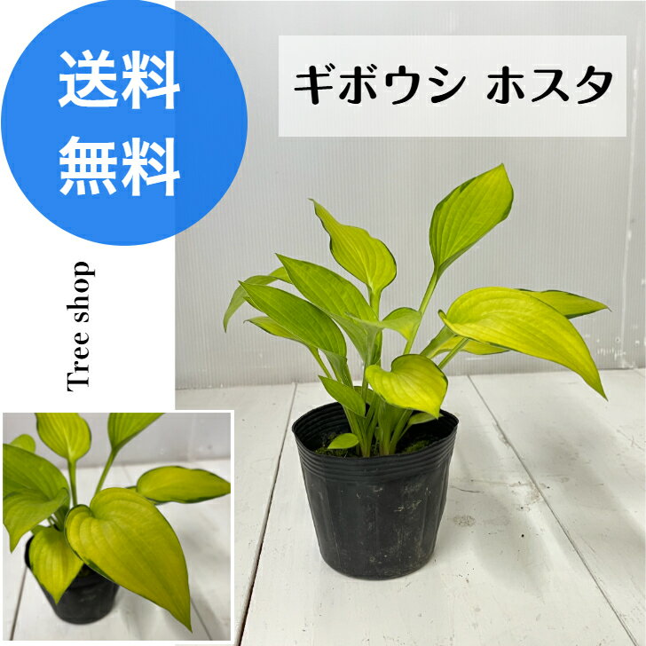 Rakuten - ギボウシ ホスタ【送料無料】 12cmポット 高さ0.2m 幅0.2m 寄せ植え グランドカバー 花壇 生け垣 鉢植え 下草 日陰