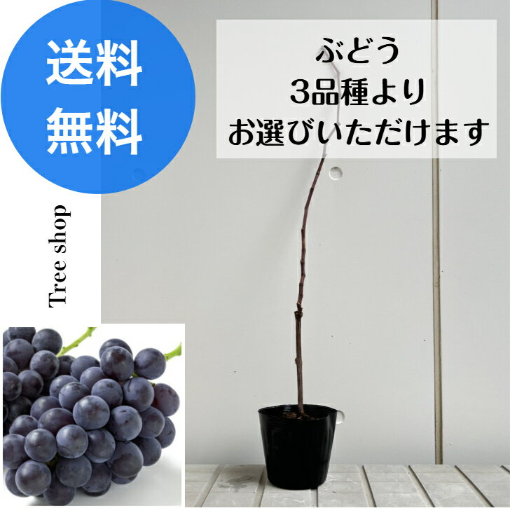 選べるぶどう 【送料無料】 3品種 巨峰 デラウェア ピオーネ ブドウ 葡萄 果樹苗 家庭菜園 植木 庭木 ..