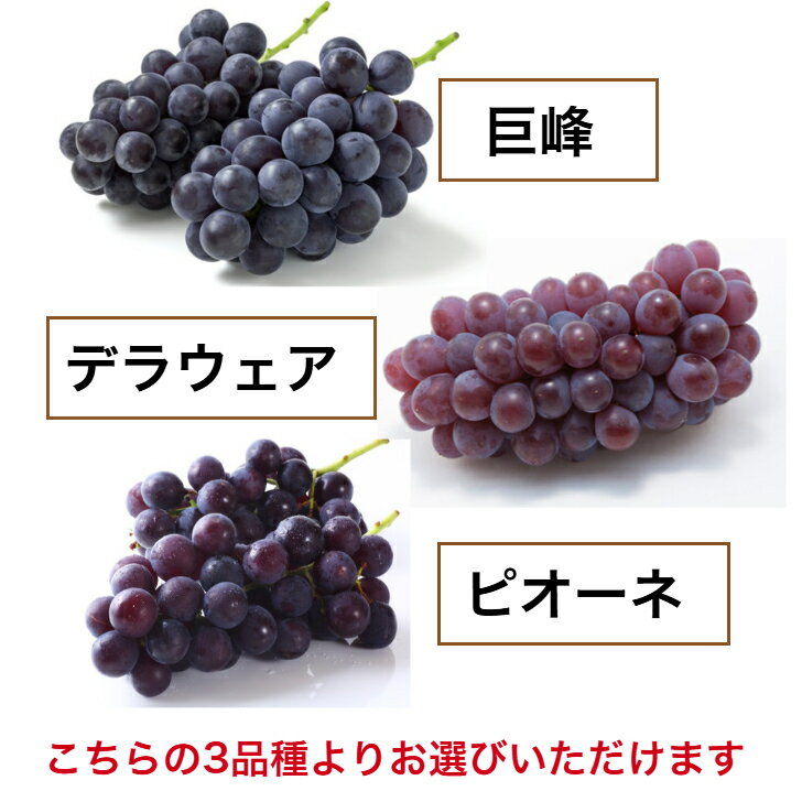 選べるぶどう 【送料無料】 3品種 巨峰 デラウェア ピオーネ ブドウ 葡萄 果樹苗 ...