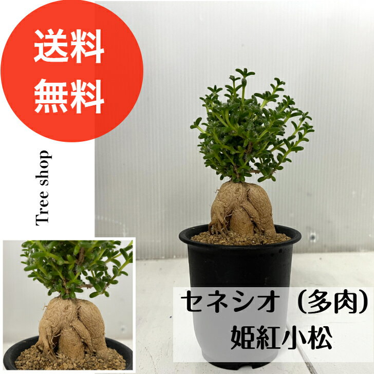 Rakuten - 【観葉植物】セネシオ 多肉 姫紅小松【送料無料】トリコディアデマ・ブルボスム 多肉植物 7.5cmプラ鉢 高さ0.2m アフリカン盆栽 コーデックス