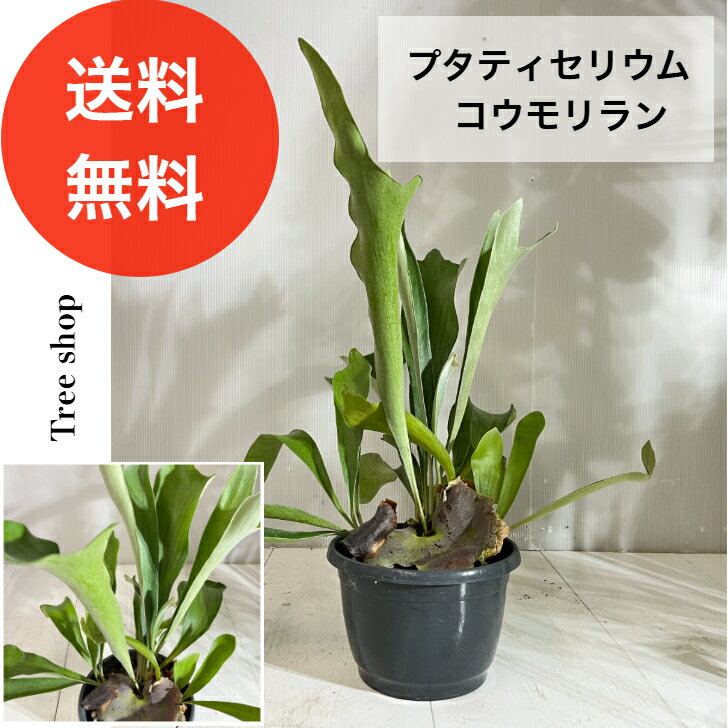Rakuten - 【観葉植物】コウモリラン ビガクシダ【送料無料】7号プラ鉢　高さ0.6m 幅0.5m 人気 おしゃれ インテリア