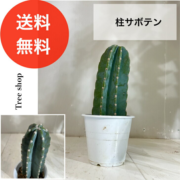 Rakuten - 【送料無料】 柱サボテン 多肉植物 4号プラ鉢 高さ0.3m 幅0.1m 人気 おしゃれ インテリア 空気清浄