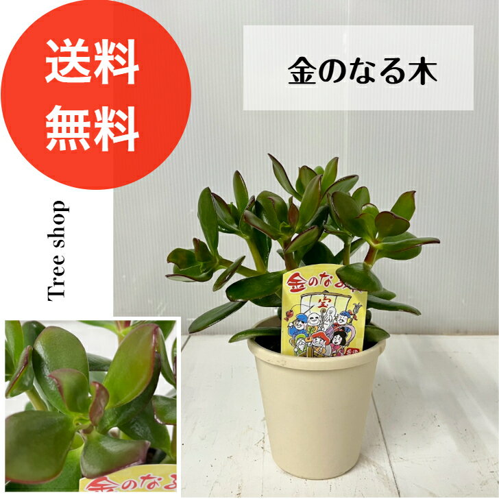 Rakuten - 【観葉植物】金のなる木 花月【送料無料】多肉植物 12cmプラ鉢 高さ≪0.25m鉢込≫ 金運 開運 縁起物 ベンケイソウ