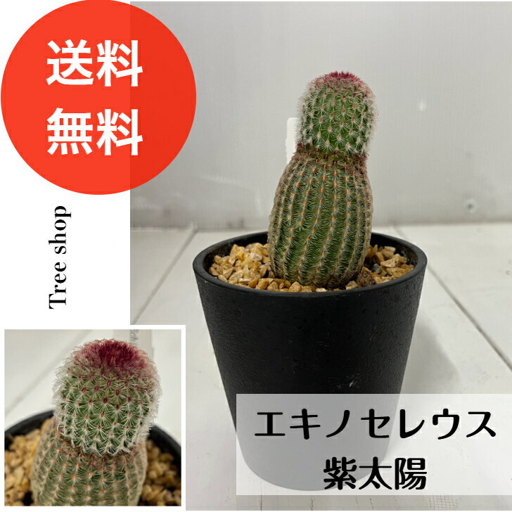 Rakuten - 【観葉植物】 サボテン 紫太陽【送料無料】 多肉植物 9cmプラ鉢　高さ0.15m 人気 おしゃれ インテリア サボテン