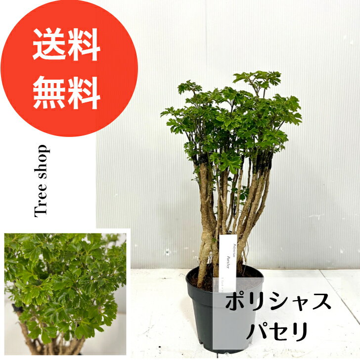 ポリシャス　クリスパ　６号　大型　縮れ葉　珍しい　796 ポリシャス クリスパ 観葉植物 縮れ葉 珍しい レア | インテリア