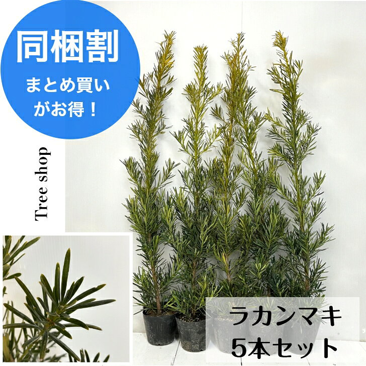 ラカンマキ 5本セット 【送料無料】高さ1.0m 15cmポット 槇 針葉樹 苗木 庭木 生垣 目隠し 常緑樹...