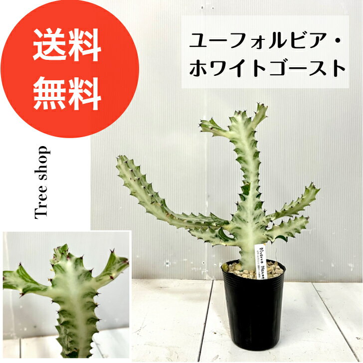 ユーフォルビアホワイトゴースト多肉...