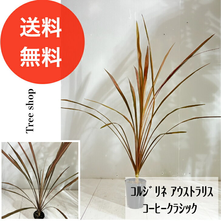 Rakuten - 【送料無料】コルジリネ アウストラリス コーヒークラシック 3号ポット 高さ0.7m 幅0.7m 観葉植物