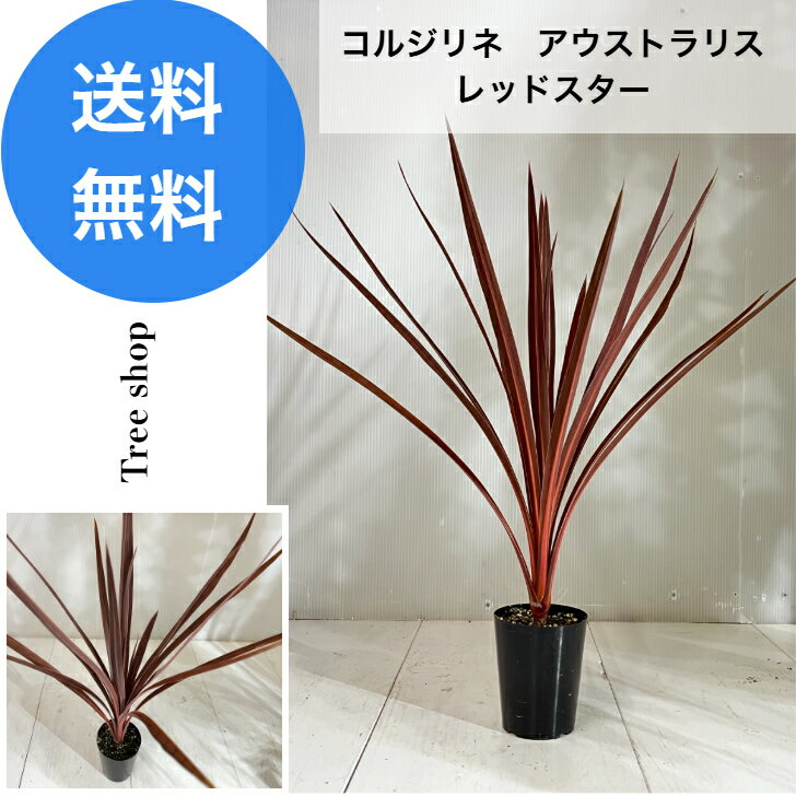 コルジリネ レッドスター  カラーリーフ3号ポット 高さ0.4m 幅0.5m 南国植物 観葉植物 インテリアガーデン 鉢植え
