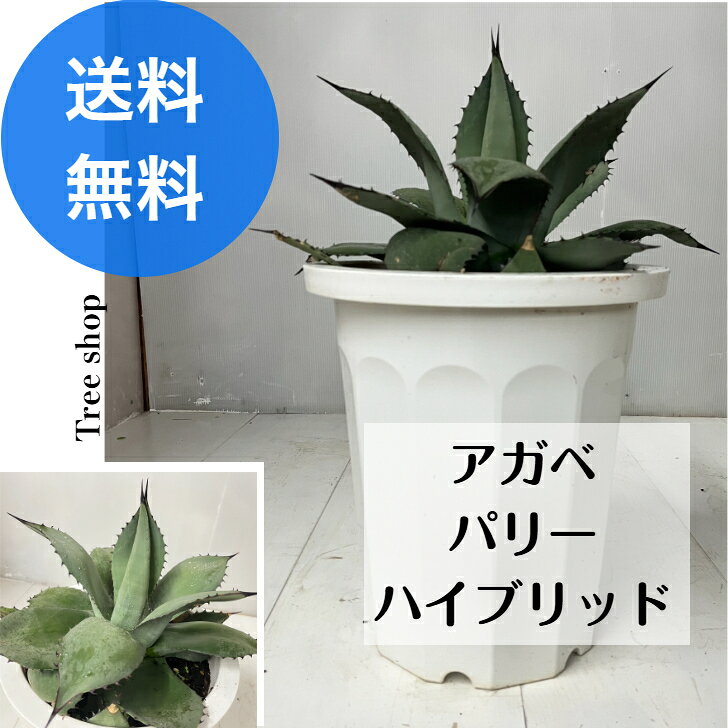 楽天市場】アガベ パリー（花・ガーデン・DIY）の通販