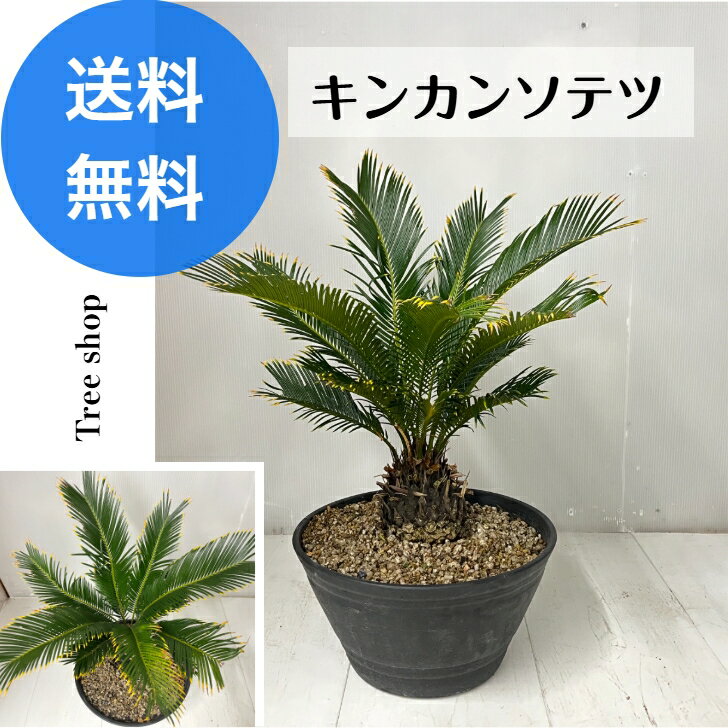 楽天市場】黄金 ソテツの通販