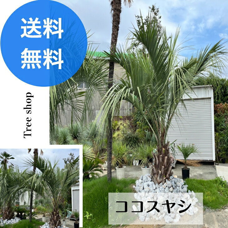 楽天市場】ココスヤシ シルバーの通販