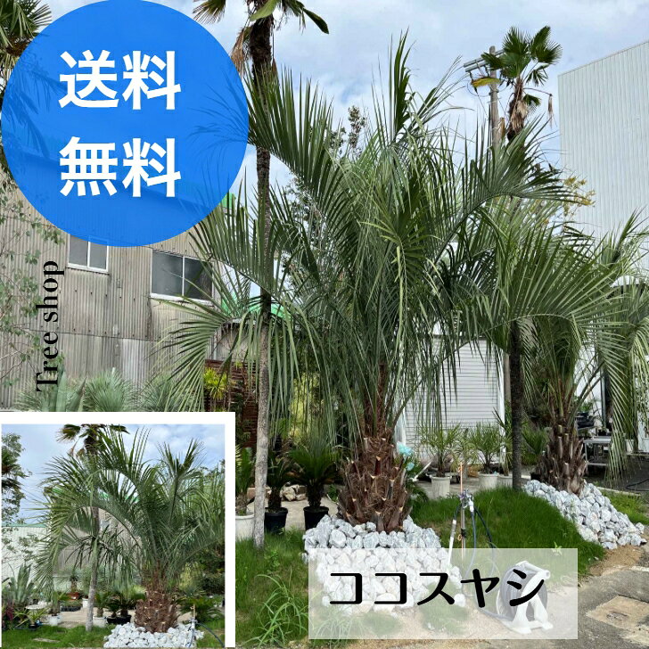 楽天市場】ココスヤシ シルバーの通販