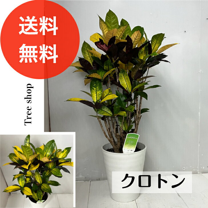 Rakuten - クロトン【送料無料】21cmプラ鉢 高さ0.85m 幅0.45m 南国植物 観葉植物 インテリアグリーン シンボルツリー 鉢植え　