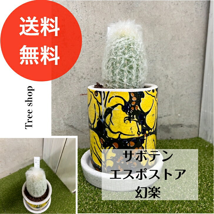 サボテンエスポストア幻楽多肉植物7...