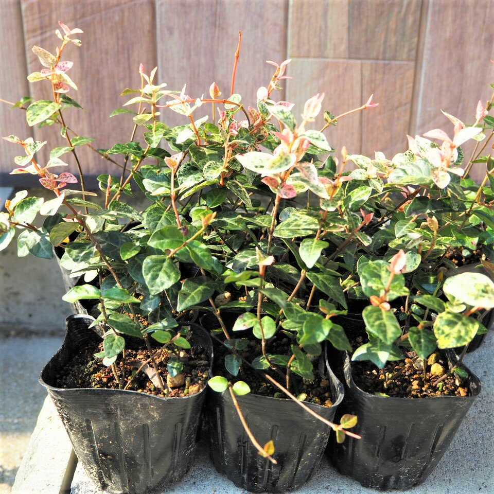 ハツユキカズラの通販 価格比較 Tira