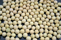北海道産 大豆(鶴の子種 白目) 500g ×3個セット 油や豆腐の原料で大半が消費される輸入大豆ですが、豆のうまさを味わうならやはり国産。免気力アップに、解毒に。