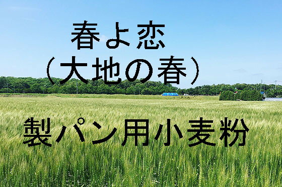 大地の春　春よ恋 25kg 北海道産小麦として高い評価を受けている「春よ恋」を100％使用した強力小麦粉です。強力粉。春よ恋独特のもっちりした食感と濃厚な風味。中華麺にもOK。硬さと弾力に優れています。味と香りが濃厚。奥本製粉100％。加工なし