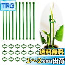 BIUTEFOR 支柱 園芸 植物支柱 観葉植物 支柱 【花支柱*10個/フォルダ*20個】花支え 胡蝶蘭観葉支柱 誘引 支柱 植物サポート 農業用 園芸用品 ガーデニング花支え支柱 【30CM】